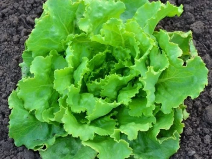 Seminte de salata Deliane 10g